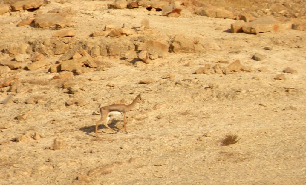 Nel deserto di Giuda: Gazella gazella